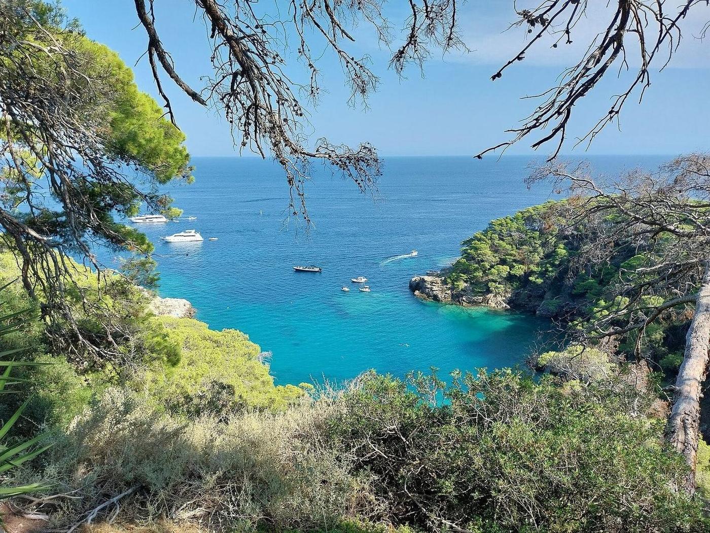 Pineta di San Domino affacciata sul mare delle Isole Tremiti