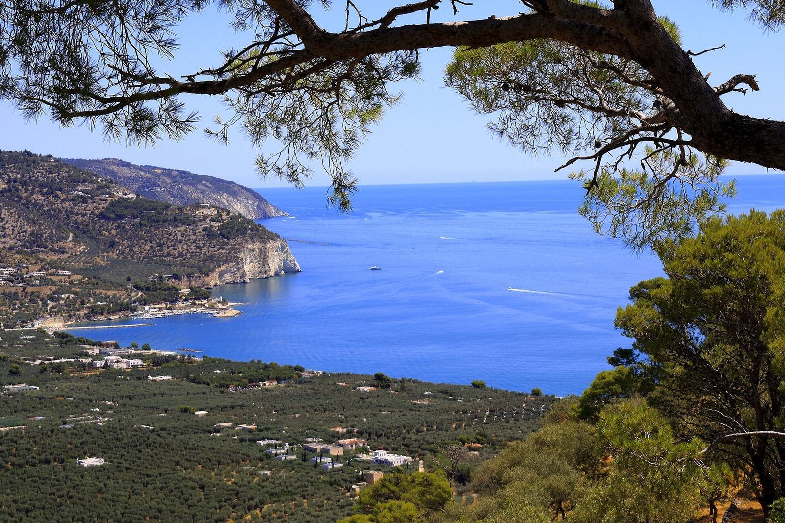 Veduta della Piana di Mattinata, degli uliveti e della costa garganica da Monte Saraceno