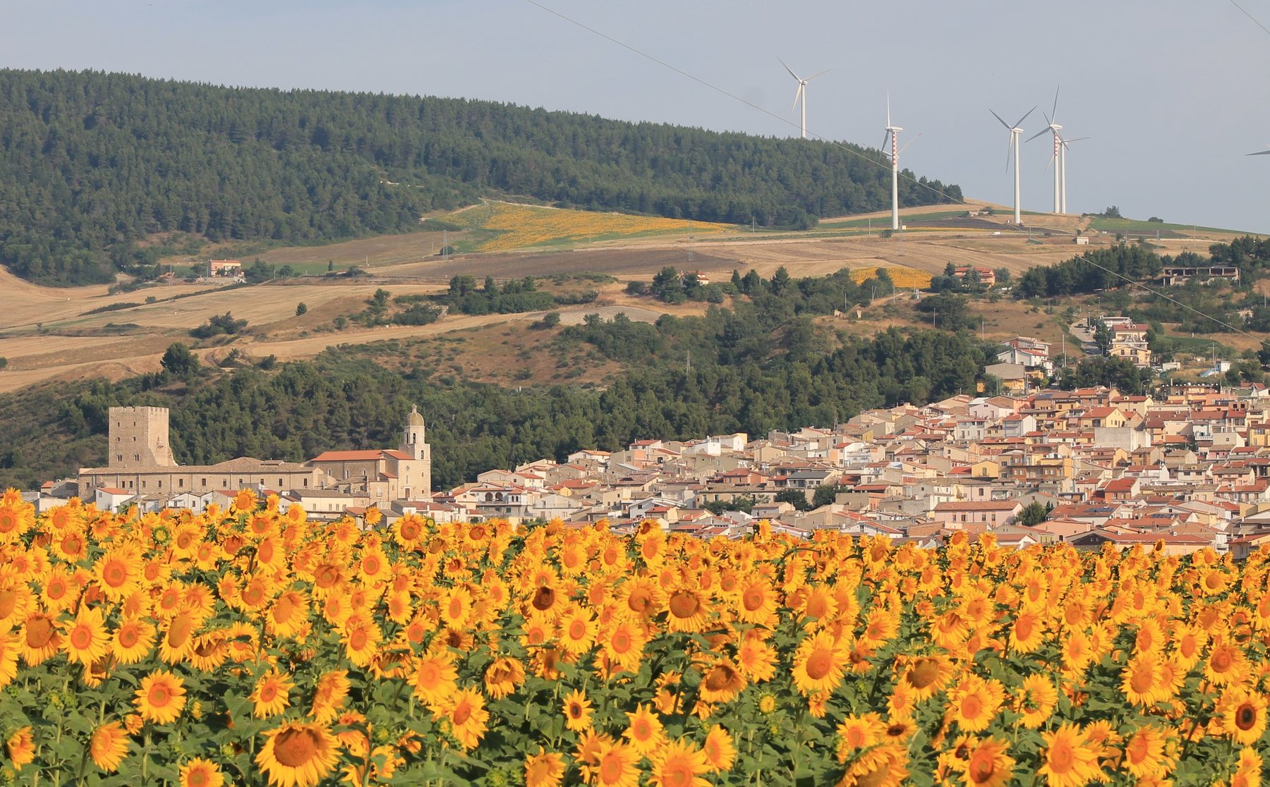 Pietramontecorvino ai piedi dei Monti Dauni, con il centro storico e un campo di girasoli